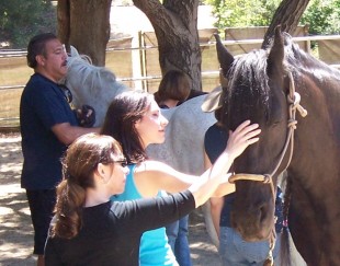 Equine Assisted Healing for Trauma