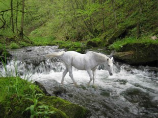 horse_crossing_stream_by_quarterhorse23-d4xo5jl