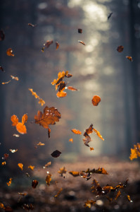 36213-Leaves-In-The-Wind