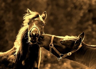 Pixabay-horses-998300_960_720