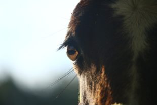 horse-1006964_960_720