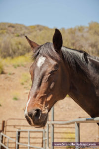 Horse being present