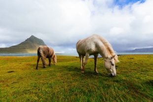 grazing horses