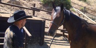 Equine Assisted Services for Veterans